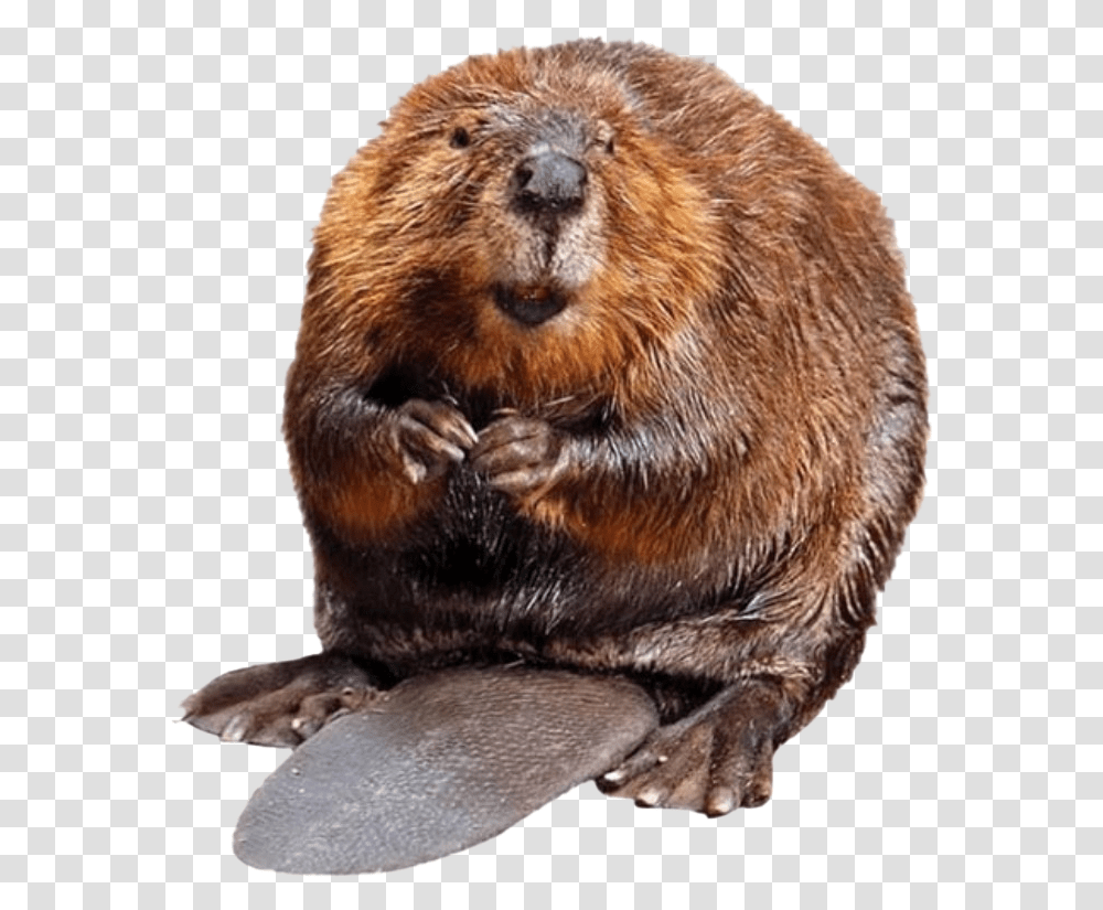 Beaver Soup, Wildlife, Rodent, Animal, Mammal Transparent Png