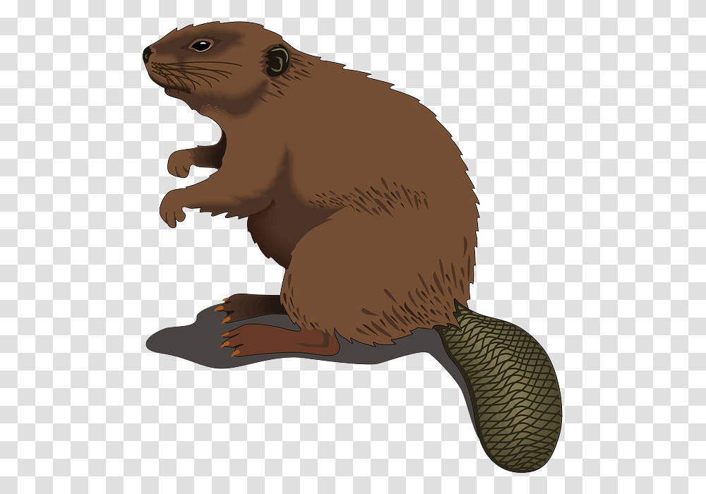 Beaver Standing Clip Art Beaver Clip Art, Rodent, Mammal, Animal, Wildlife Transparent Png