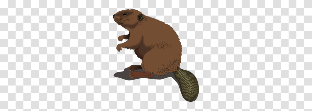 Beaver Standing Clip Art, Mammal, Animal, Wildlife, Rodent Transparent Png