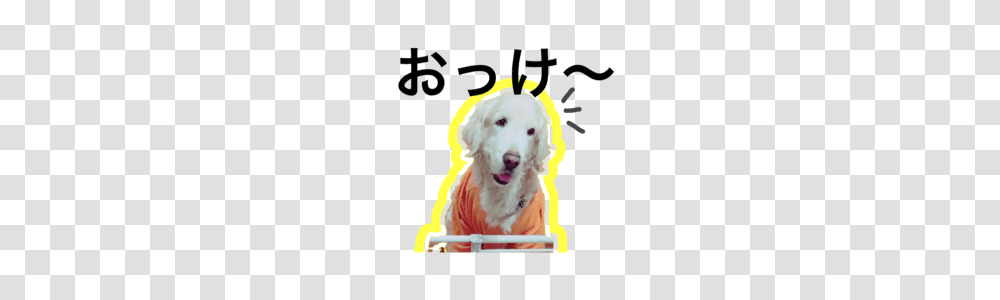 Bebe Of A Golden Retriever Line Stickers Line Store, Canine, Mammal, Animal, Dog Transparent Png