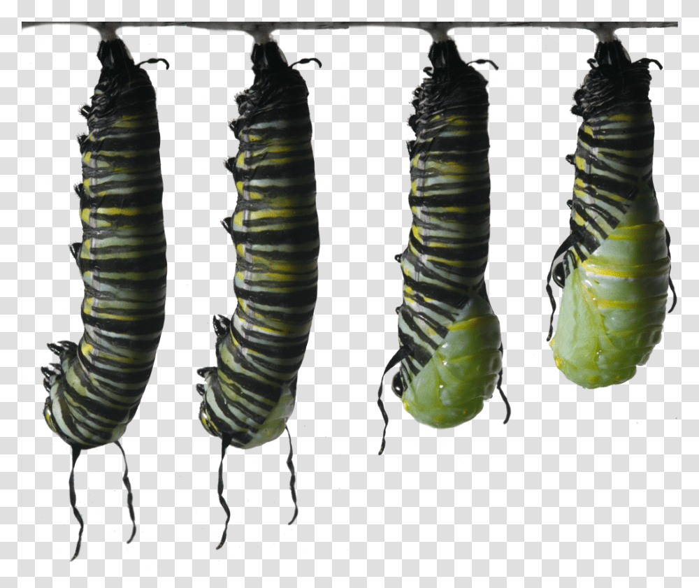Becoming A Chrysalis Butterfly Caterpillar Monarch I Ytimg, Invertebrate, Animal, Worm, Insect Transparent Png