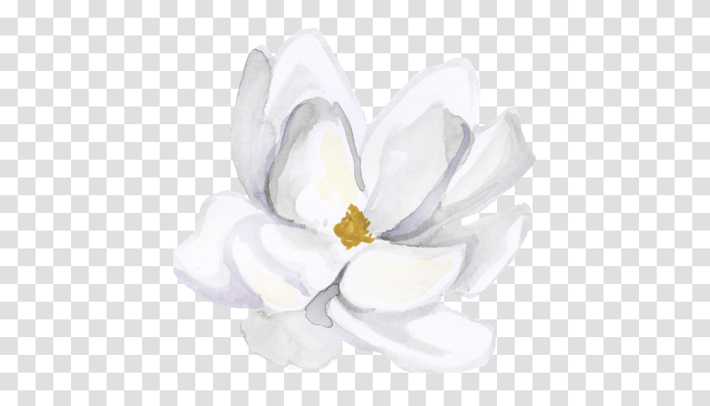Becoming A Steel Magnolia Feminine Wisdom For Modern Day Living, Plant, Flower, Rose, Petal Transparent Png