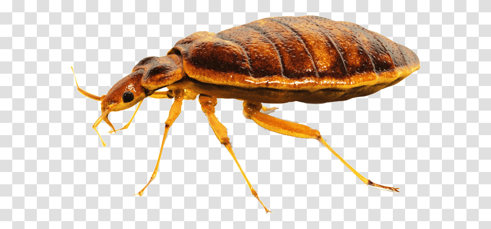 Bed Bed Bugs Control, Fungus, Animal, Invertebrate, Insect Transparent Png