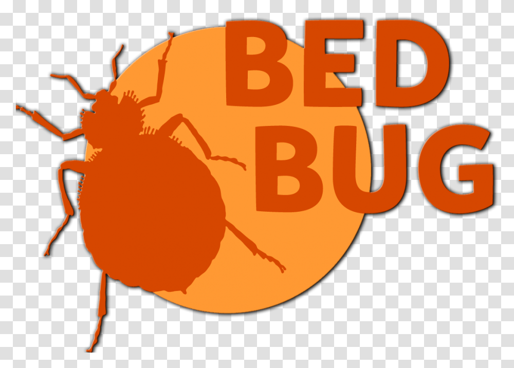 Bed Bug Bed Bug, Animal, Insect, Invertebrate, Person Transparent Png