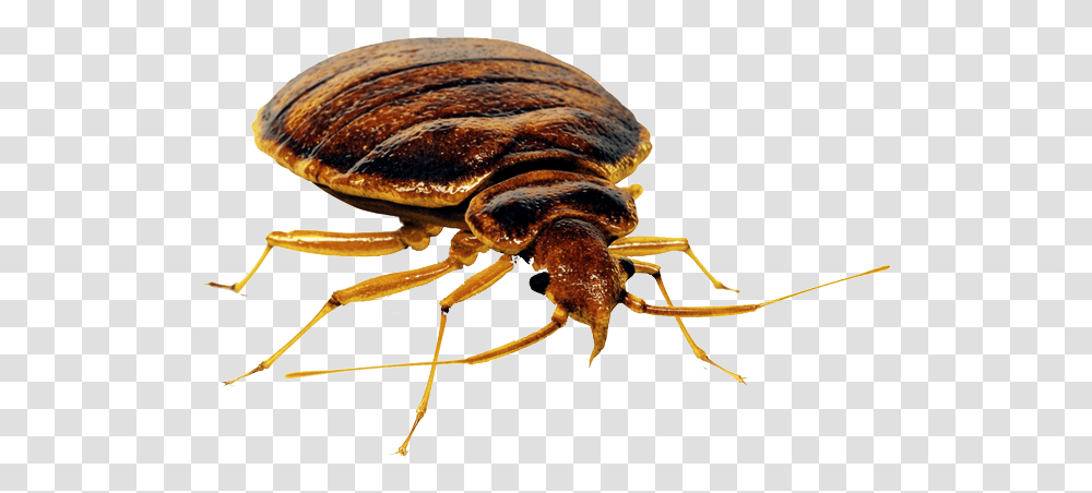 Bed Bug Bed Bug, Insect, Invertebrate, Animal, Flea Transparent Png