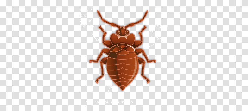 Bed Bug Cartoon Bed Bugs, Insect, Invertebrate, Animal, Cockroach Transparent Png