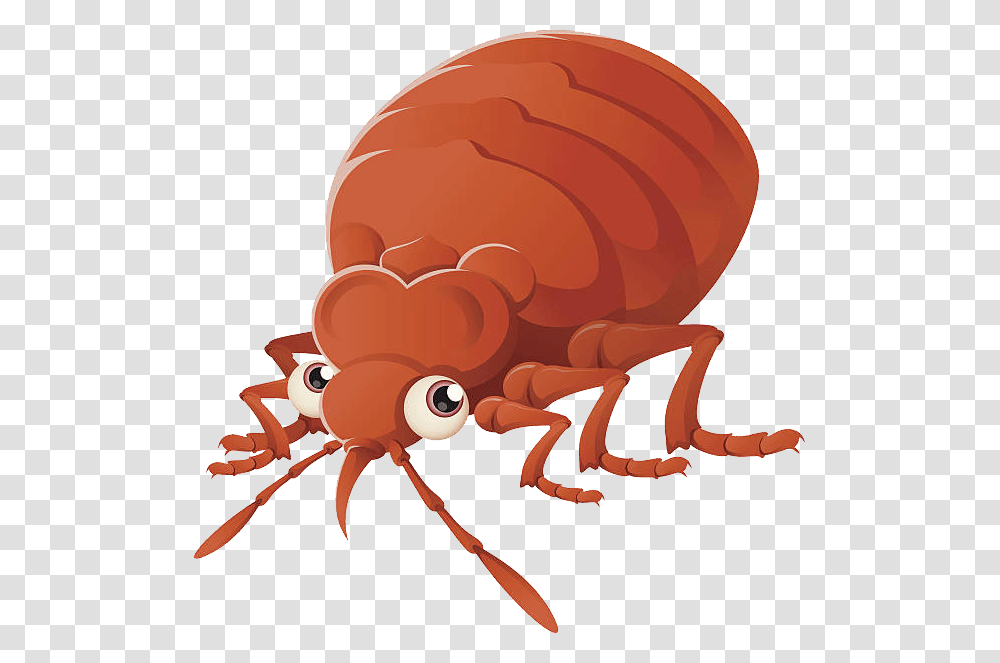 Bed Bug Cartoon Bug Background, Flea, Insect, Invertebrate, Animal Transparent Png