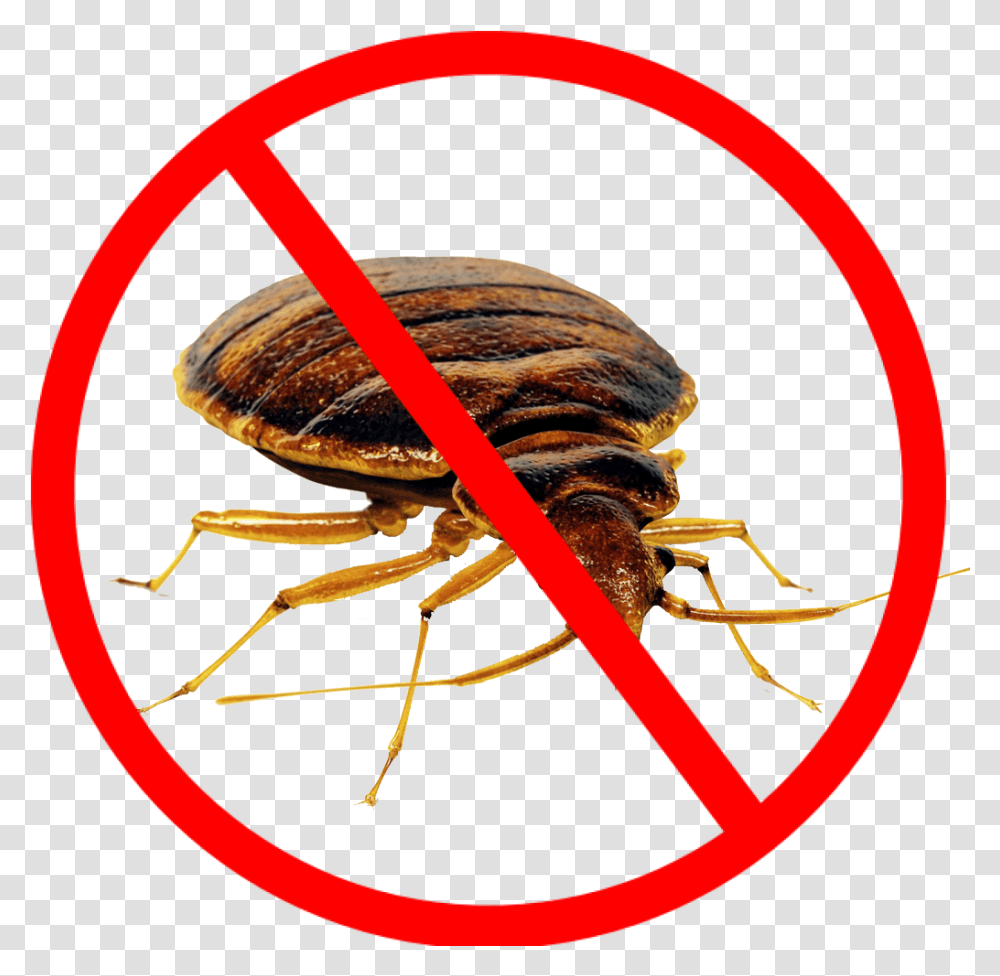 Bed Bug Clipart Not Allowed Symbol, Animal, Invertebrate, Garden Spider, Insect Transparent Png