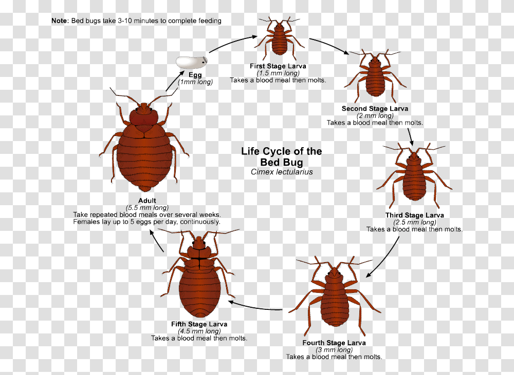 Bed Bug Clover Mites, Insect, Invertebrate, Animal, Cockroach Transparent Png