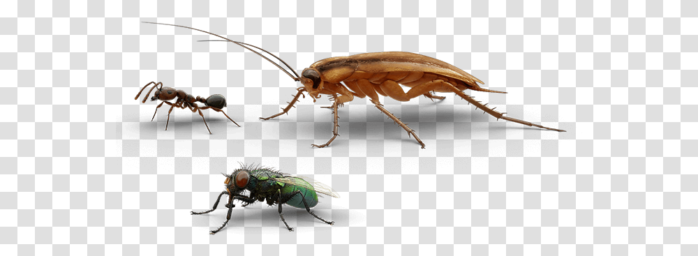 Bed Bug Detector Longhorn Beetle, Insect, Invertebrate, Animal, Firefly Transparent Png