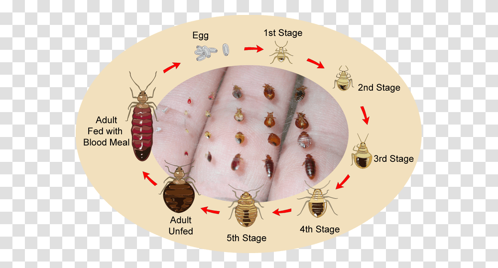 Bed Bug Eggs, Insect, Invertebrate, Animal, Honey Bee Transparent Png