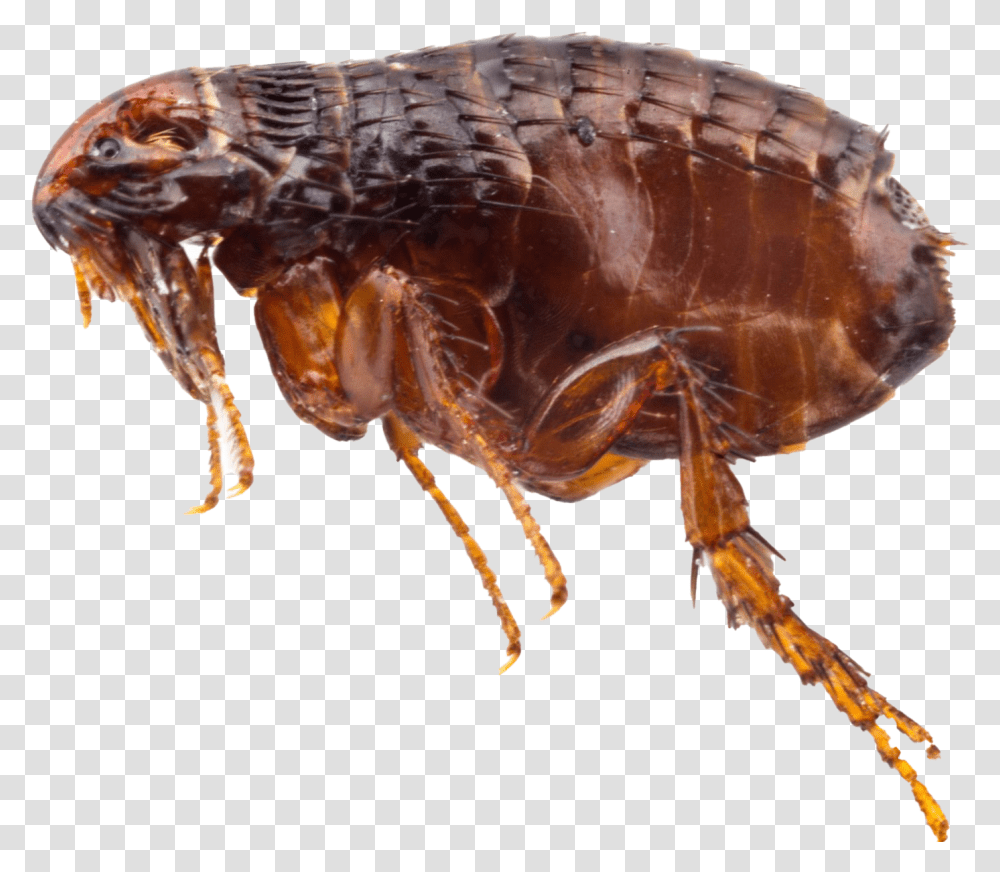 Bed Bug Flea Bites Nz, Insect, Invertebrate, Animal Transparent Png