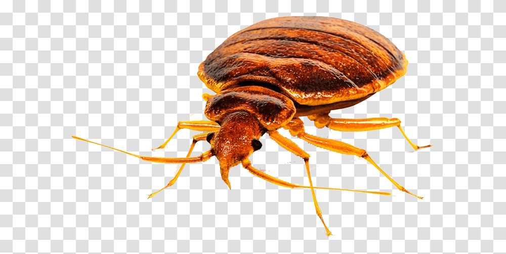 Bed Bug Free Bed Bug Head, Insect, Invertebrate, Animal, Fungus Transparent Png