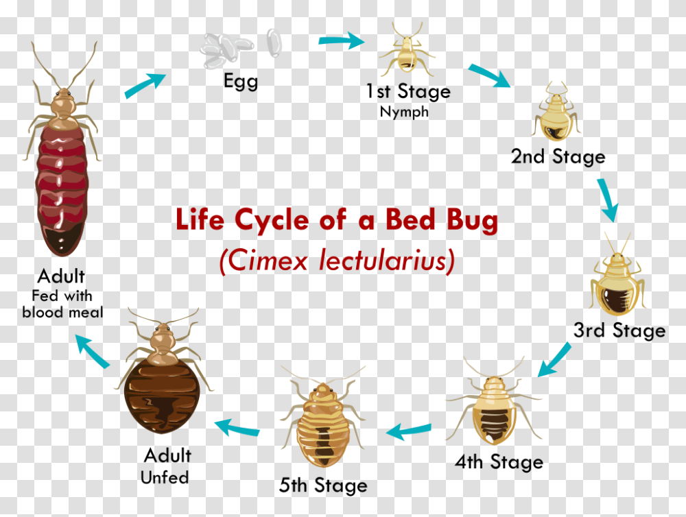 Bed Bug Identification Life Cycle Of A Bed Bug, Insect, Invertebrate, Animal, Honey Bee Transparent Png