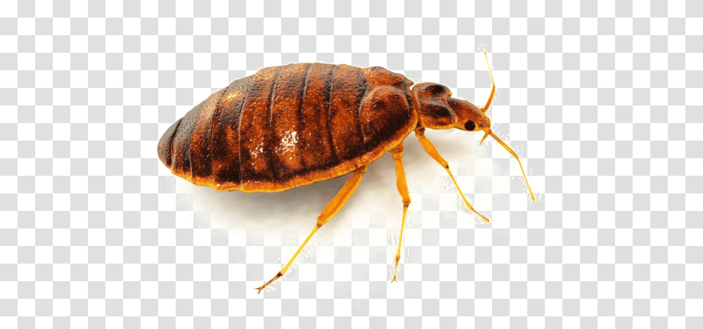 Bed Bug Image Background Bedbug, Insect, Invertebrate, Animal, Flea Transparent Png