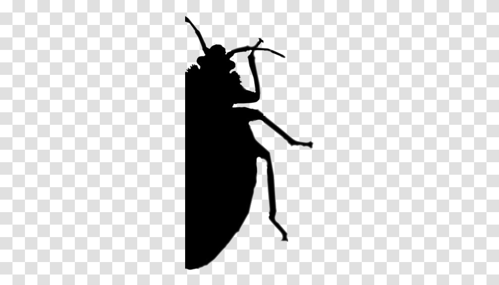 Bed Bug Images Leaf Beetle, Silhouette, Leisure Activities, Pole Vault Transparent Png