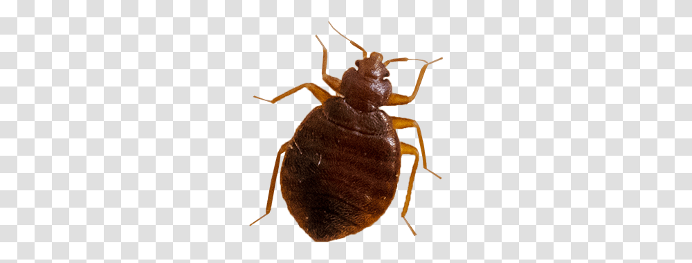 Bed Bug, Insect, Animal, Invertebrate, Aphid Transparent Png