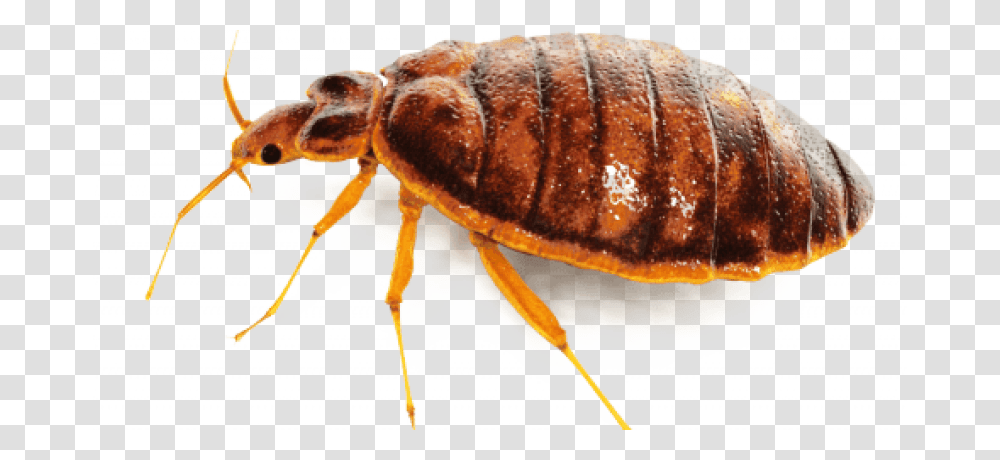 Bed Bug, Insect, Animal, Invertebrate, Flea Transparent Png