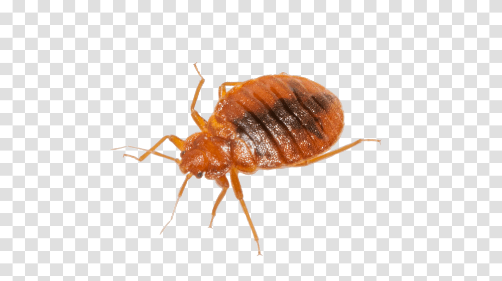 Bed Bug, Insect, Animal, Invertebrate, Flea Transparent Png