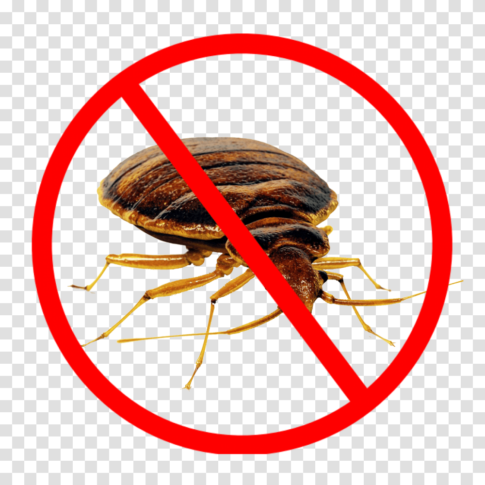Bed Bug, Insect, Animal, Invertebrate, Sea Life Transparent Png