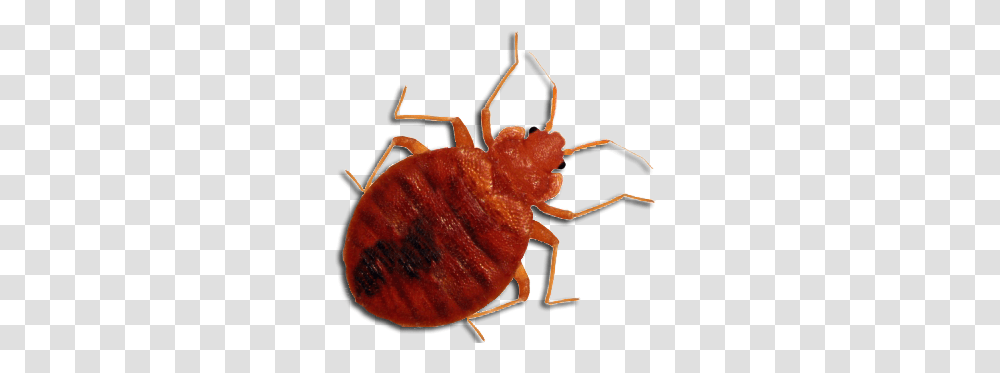 Bed Bug, Insect, Animal, Seafood, Sea Life Transparent Png
