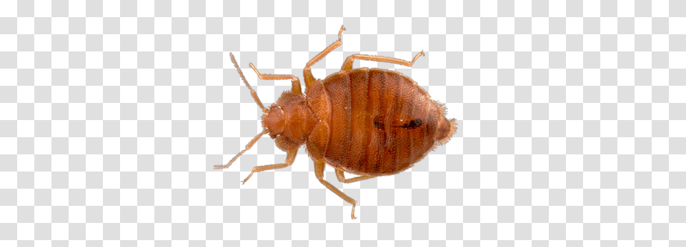 Bed Bug, Insect, Aphid, Invertebrate, Animal Transparent Png