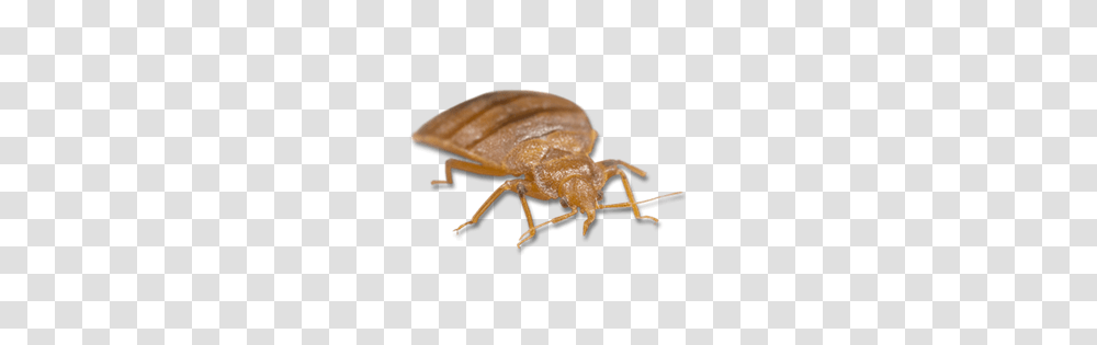 Bed Bug, Insect, Aphid, Invertebrate, Animal Transparent Png