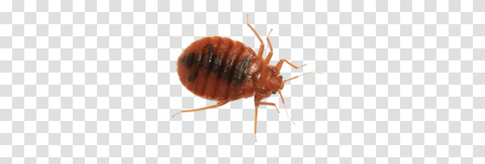 Bed Bug, Insect, Fungus, Invertebrate, Animal Transparent Png