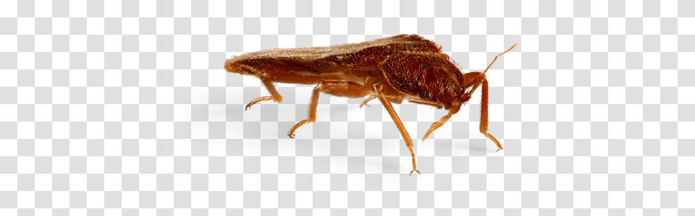 Bed Bug, Insect, Invertebrate, Animal, Cockroach Transparent Png