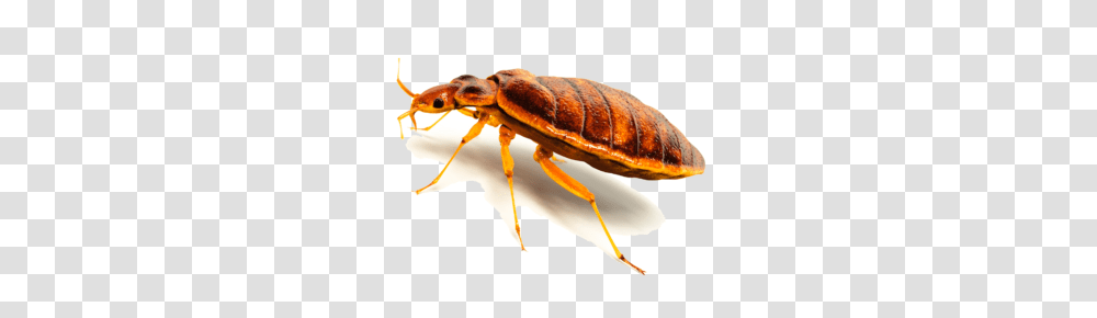 Bed Bug, Insect, Invertebrate, Animal, Cockroach Transparent Png