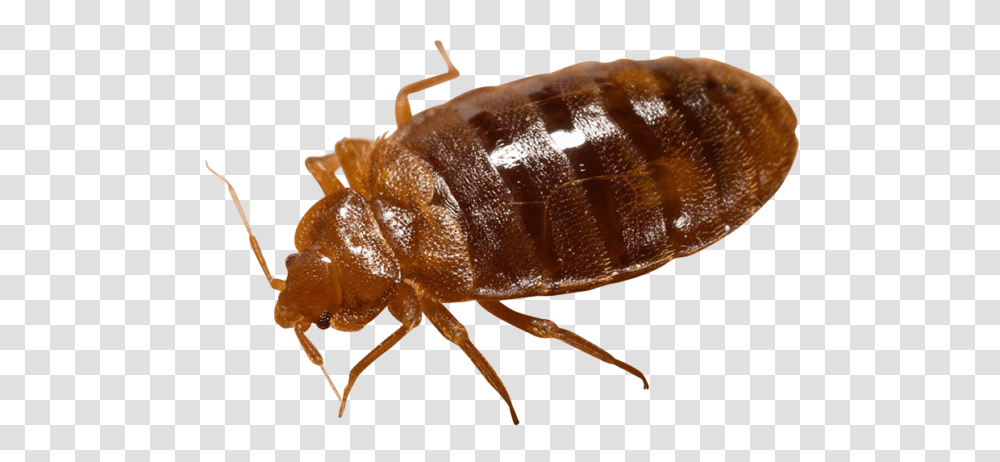 Bed Bug, Insect, Invertebrate, Animal, Flea Transparent Png