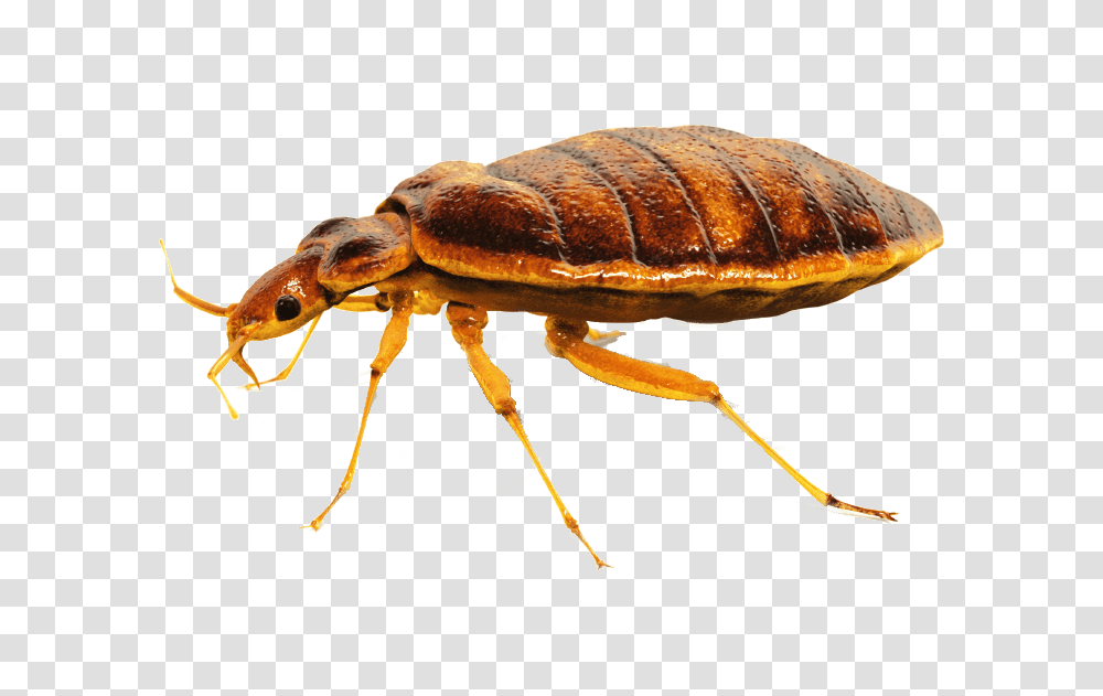 Bed Bug, Insect, Invertebrate, Animal, Flea Transparent Png
