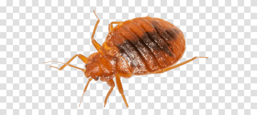 Bed Bug, Insect, Invertebrate, Animal, Fungus Transparent Png