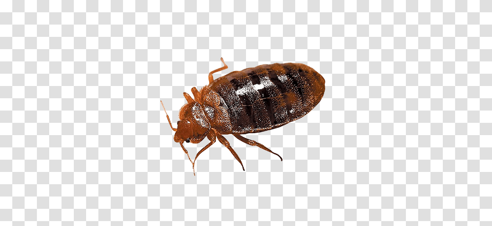 Bed Bug, Insect, Invertebrate, Animal, Fungus Transparent Png