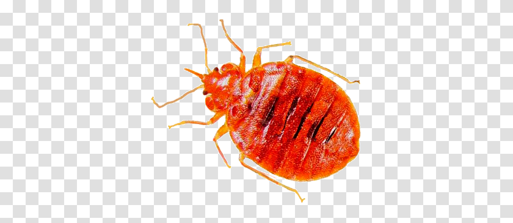 Bed Bug, Insect, Invertebrate, Animal, Lobster Transparent Png