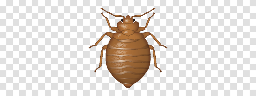 Bed Bug, Insect, Invertebrate, Animal, Snowman Transparent Png