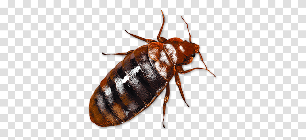 Bed Bug, Insect, Invertebrate, Animal, Spider Transparent Png