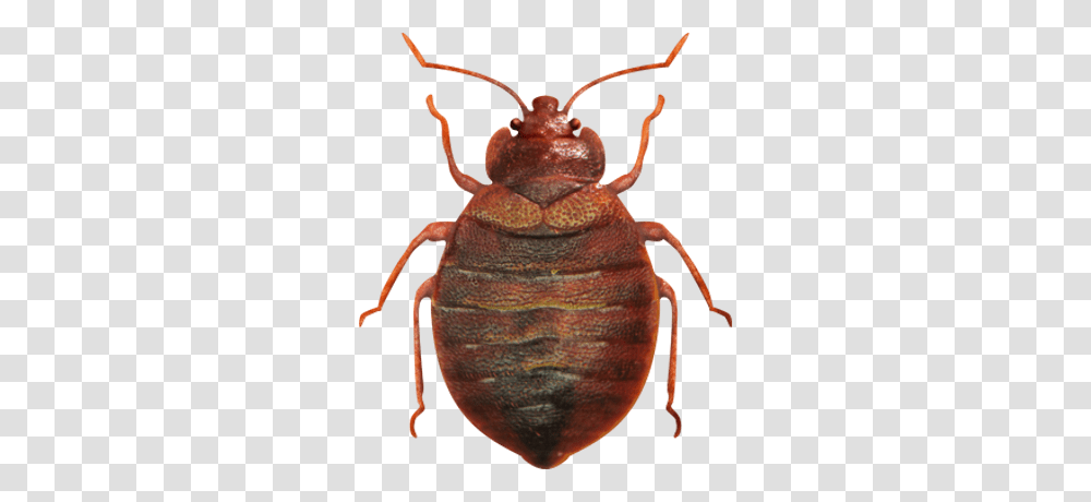 Bed Bug, Insect, Invertebrate, Animal, Spider Transparent Png