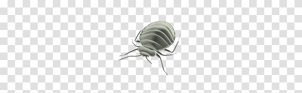 Bed Bug, Insect, Invertebrate, Animal, Tick Transparent Png