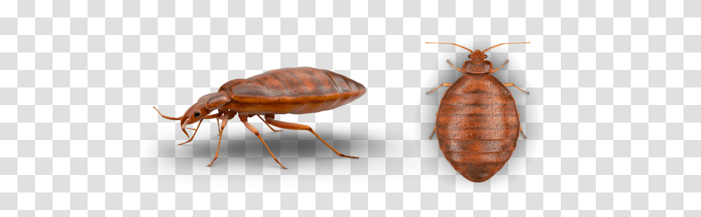 Bed Bug, Insect, Invertebrate, Animal, Wasp Transparent Png