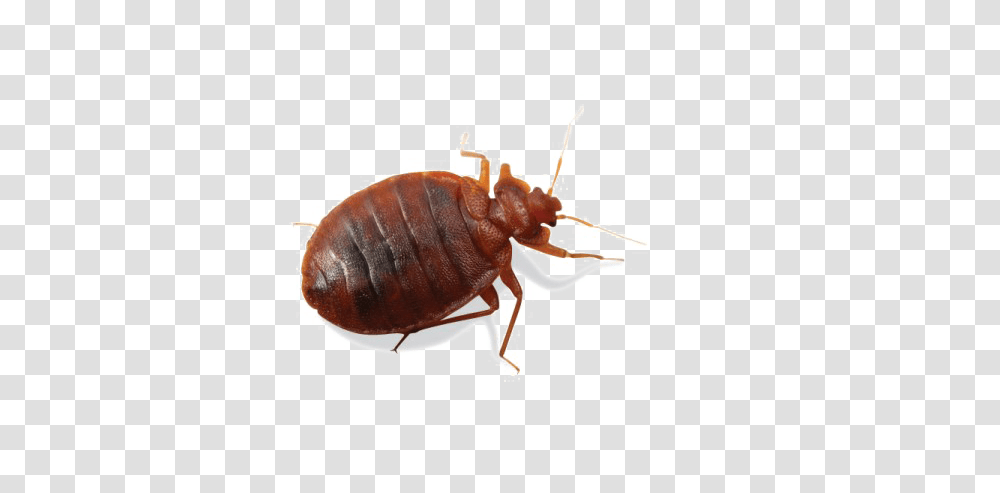 Bed Bug, Insect, Lobster, Seafood, Sea Life Transparent Png