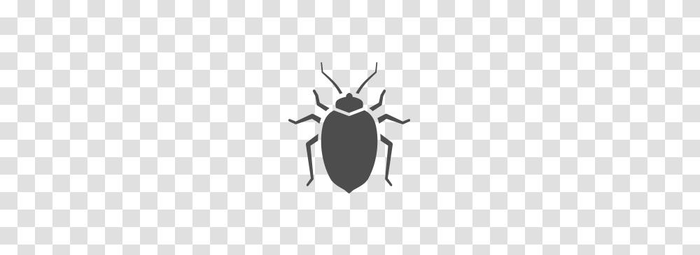 Bed Bug, Insect, Rug, Animal, Invertebrate Transparent Png