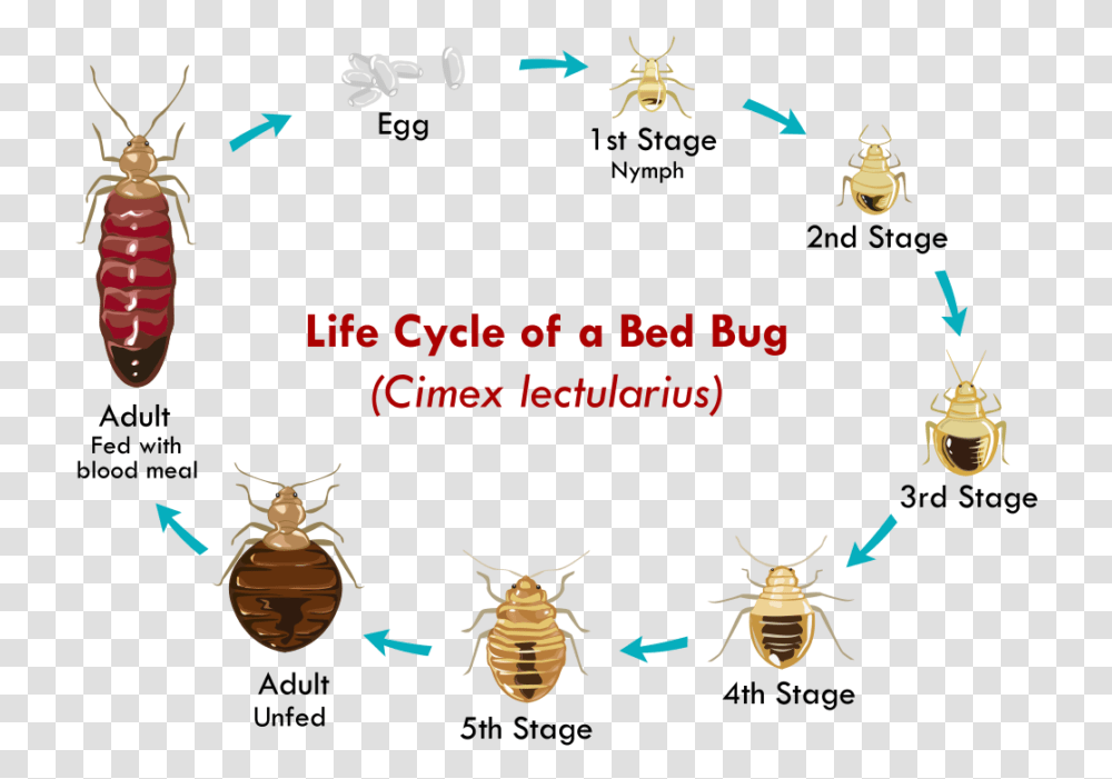 Bed Bug Life Cycle, Animal, Insect, Invertebrate, Honey Bee Transparent Png