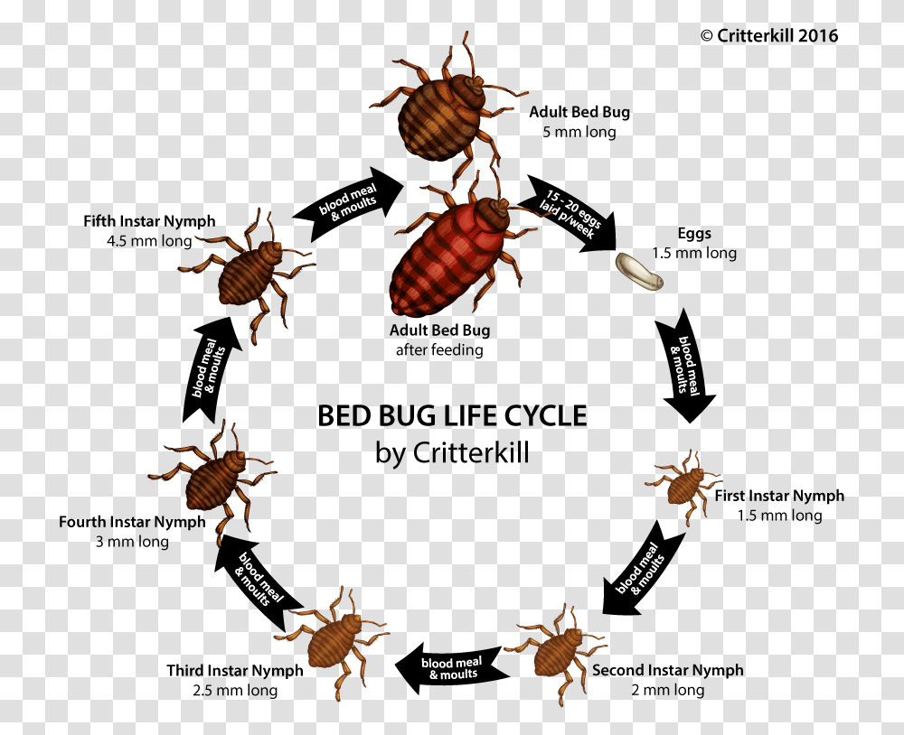 Bed Bug Life Cycle, Invertebrate, Animal, Insect, Cockroach Transparent Png