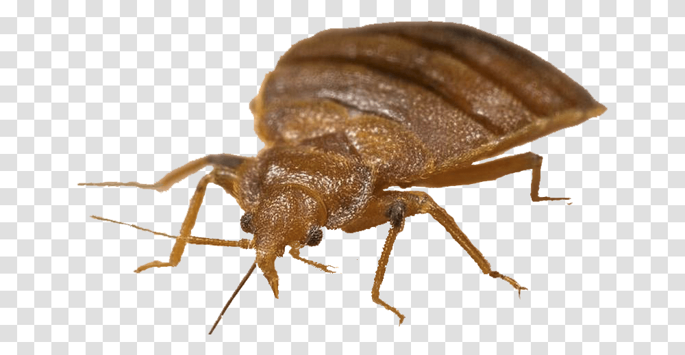 Bed Bug Mexican Chicken Bug, Invertebrate, Animal, Insect, Aphid Transparent Png