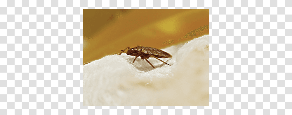 Bed Bug Mosquito, Insect, Invertebrate, Animal, Fly Transparent Png