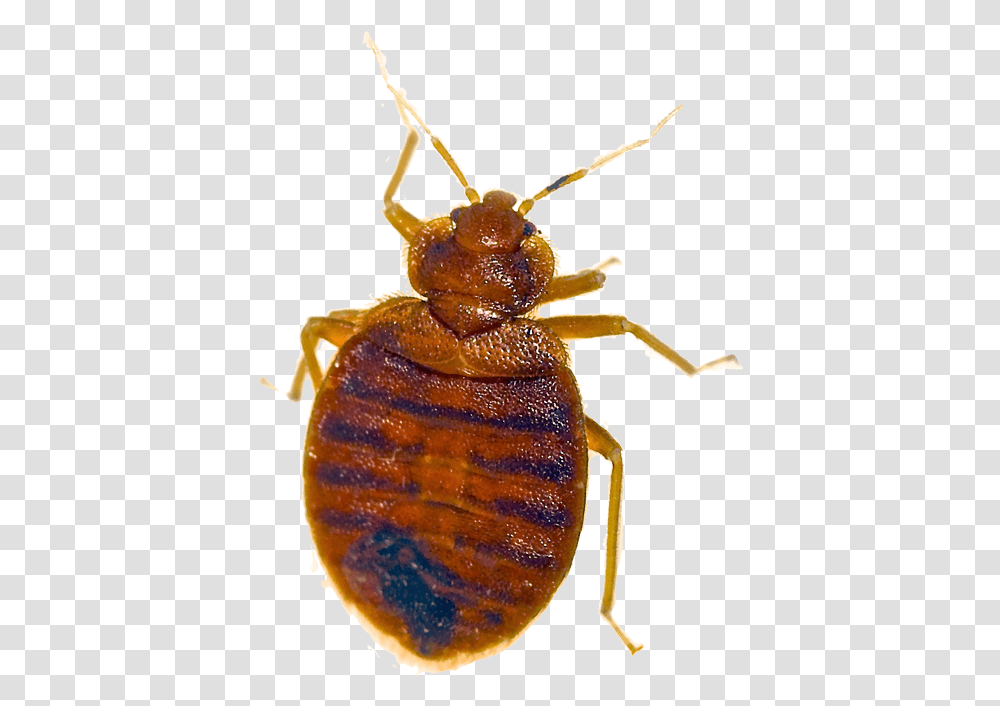 Bed Bug Pest Removal Las Vegas Nv Bed Bug And Dust Mite, Insect, Invertebrate, Animal, Cockroach Transparent Png