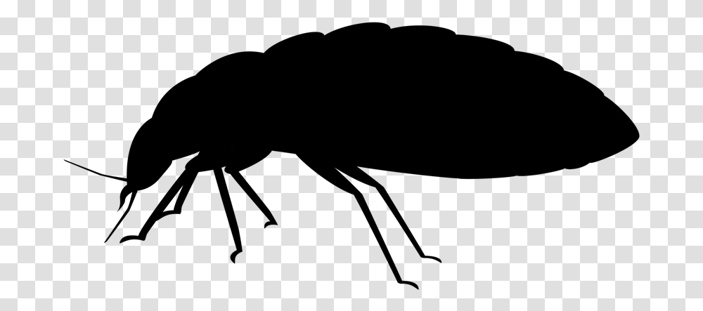Bed Bug Removal Jiminey Kricket Exterminating Beetle, Animal, Bow, Invertebrate, Insect Transparent Png