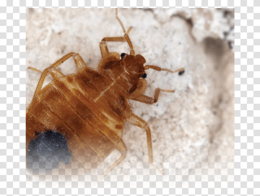 Bed Bug Supplement Does A Bed Bug Look Like, Invertebrate, Animal, Insect, Spider Transparent Png
