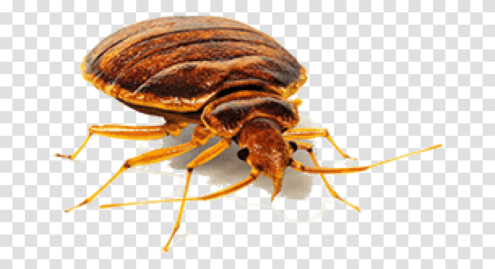 Bed Bugs Background, Animal, Insect, Invertebrate, Construction Crane Transparent Png